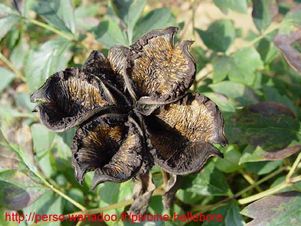 suffructicosa_var_papaveracea6592