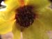 lutea_briant02