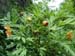 lutea_var_ludlowii_rb01