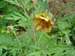lutea_var_ludlowii_rb02