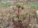suffructicosa_var_papaveracea6581