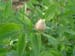 suffructicosa_var_papaveracea6584