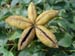 suffructicosa_var_papaveracea6591