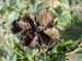 suffructicosa_var_papaveracea6592
