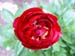 buckeye_belle03