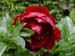 buckeye_belle06