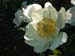 clair_de_lune02