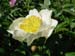 clair_de_lune03