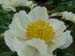 clair_de_lune07