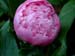 jule_elie02