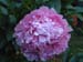 jule_elie03