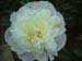 lady_A_duff03
