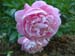 lovely_louise02