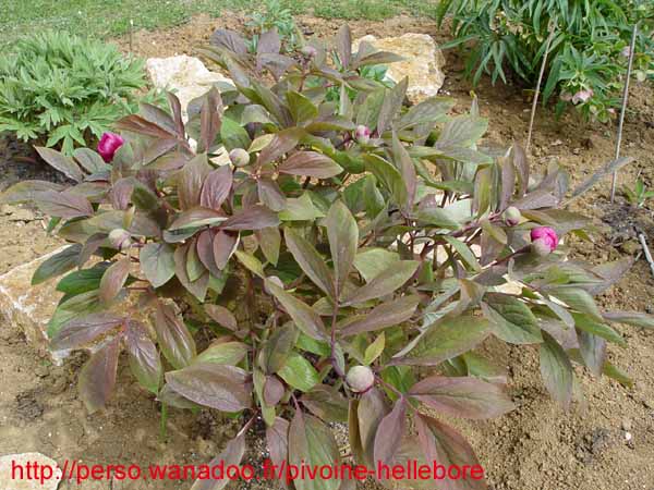 kavachensis04