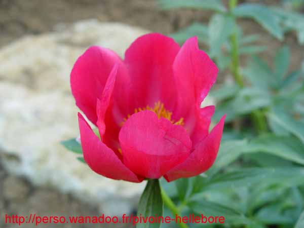 lobata_china_r07