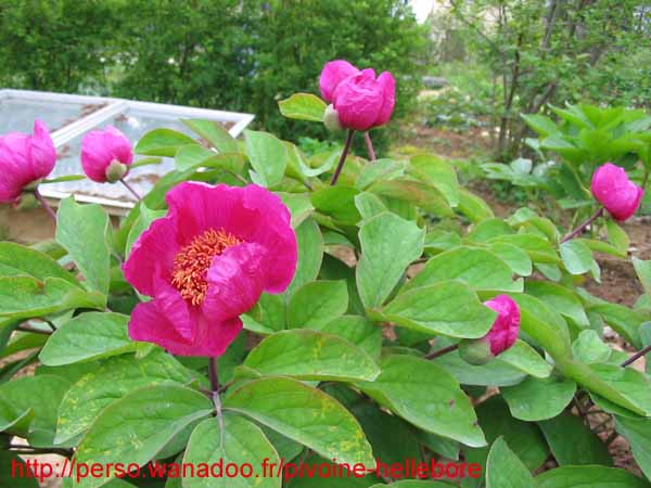 masculapc9804