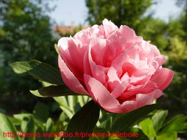 off_rosea_superba04