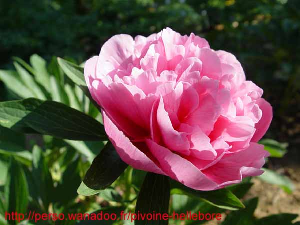off_rosea_superba05