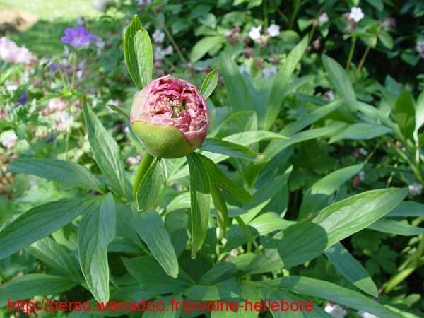 officinalis_alba_plena01