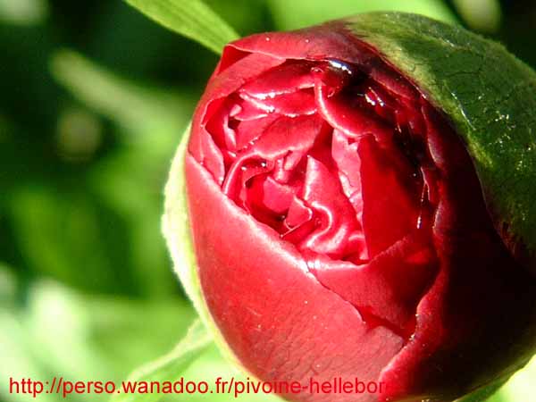 officinalis_jaquez02