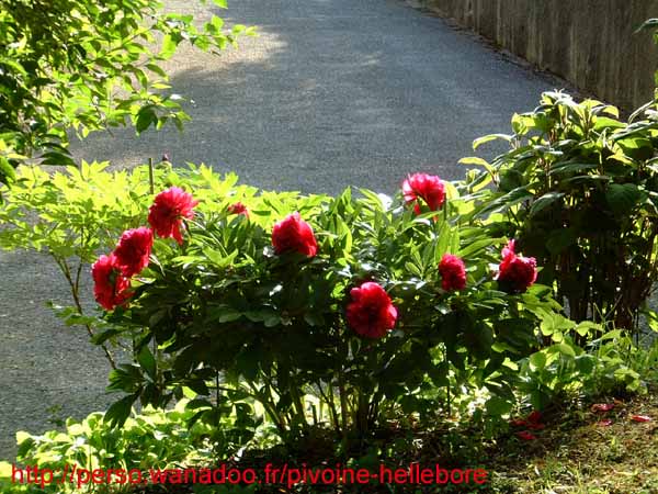 officinalis_jaquez03