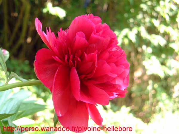 officinalis_jaquez06