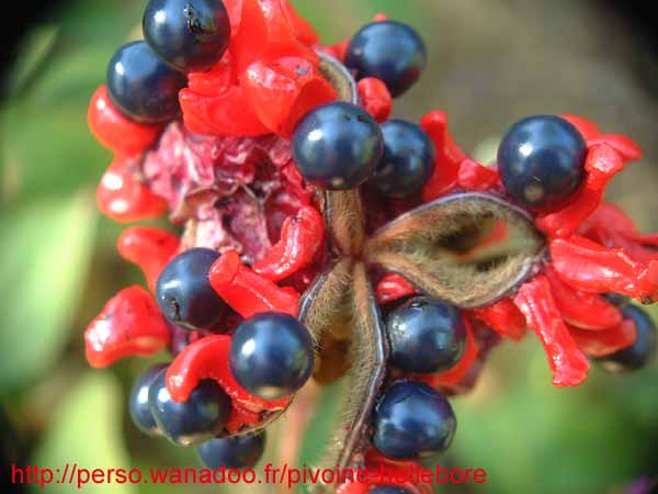 ruprechtiana09