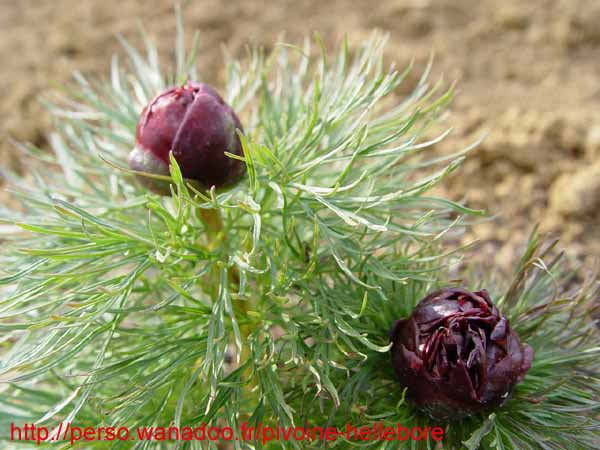 tenuifolia_r_p_zep04