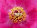 humilis_villosa13