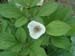 obovata_alba_rb03