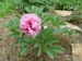 off_rosea_superba01