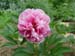 off_rosea_superba02