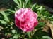off_rosea_superba03