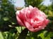 off_rosea_superba04