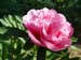 off_rosea_superba05