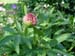 officinalis_alba_plena01