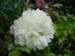officinalis_alba_plena04