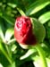 officinalis_jaquez01