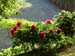 officinalis_jaquez03