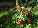 officinalis_jaquez04