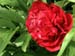 officinalis_jaquez05