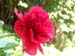 officinalis_jaquez06