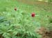 officinalis_riv04