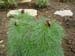 tenuifolia_r_plena_kl03