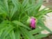 veitchii_kelways05
